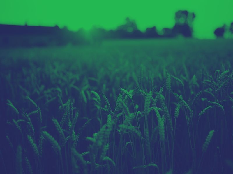 Photo de La sarriette